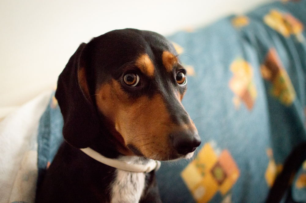 Comment savoir si mon chien est stressé ?