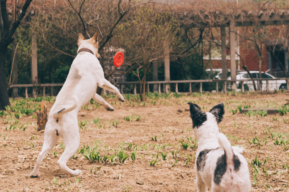 Idées de jeux interactifs pour occuper son chien