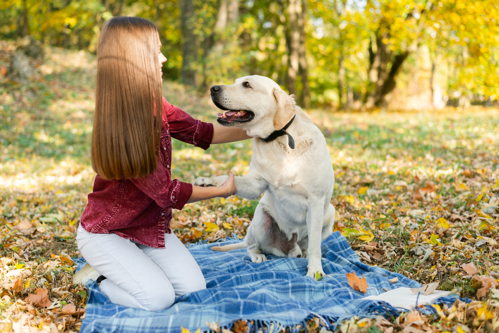 Nos conseils pour bien éduquer son chien
