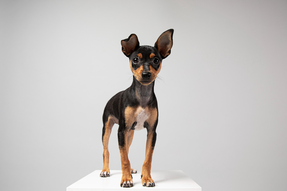 Adopter un Pinscher nain : tout ce qu'il faut savoir (caractère, alimentation, santé, poids, prix)