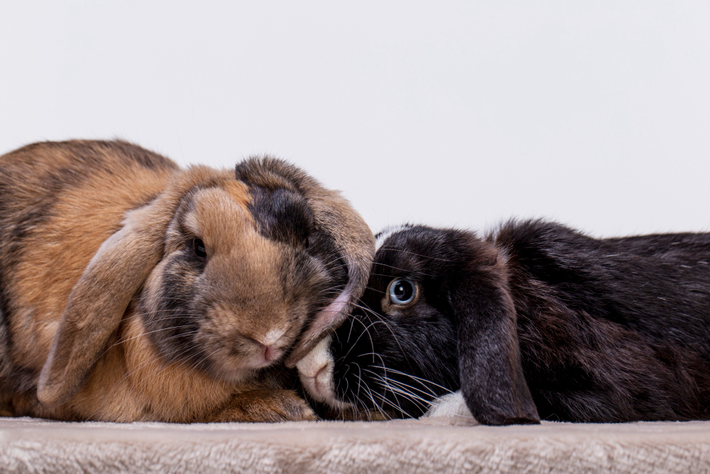 Quelles sont les différentes races de lapin domestique ?