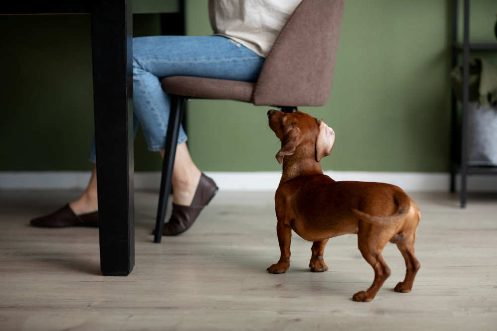 Comprendre le langage corporel de votre chien : comment interpréter les signaux et expressions non verbaux de votre compagnon