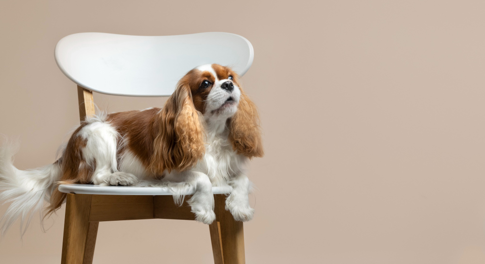 Adopter un Cavalier King Charles : tout savoir (caractère, alimentation, santé, prix)
