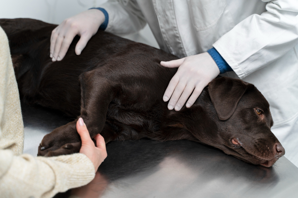Les différentes maladies articulaires chez les chiens