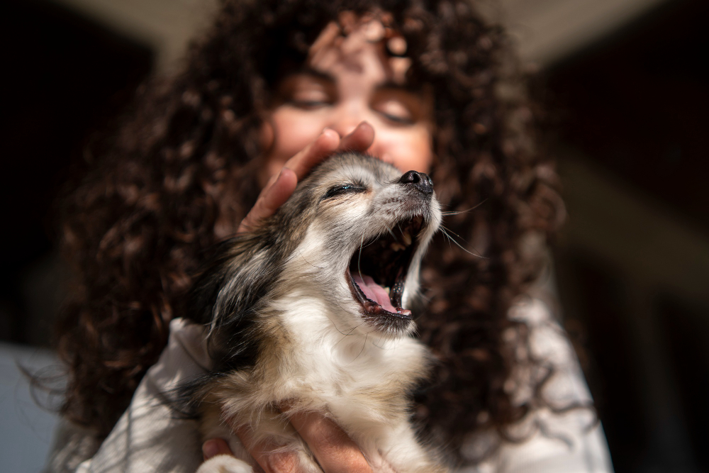 Mon chien a mauvaise haleine, que faire ?