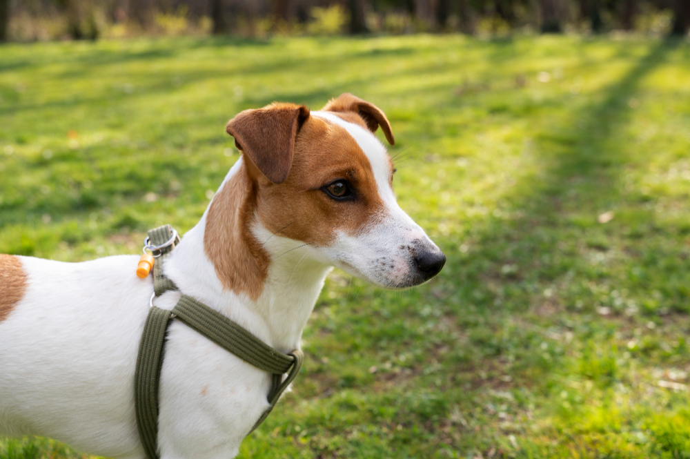 Comment choisir un harnais pour son chien ?