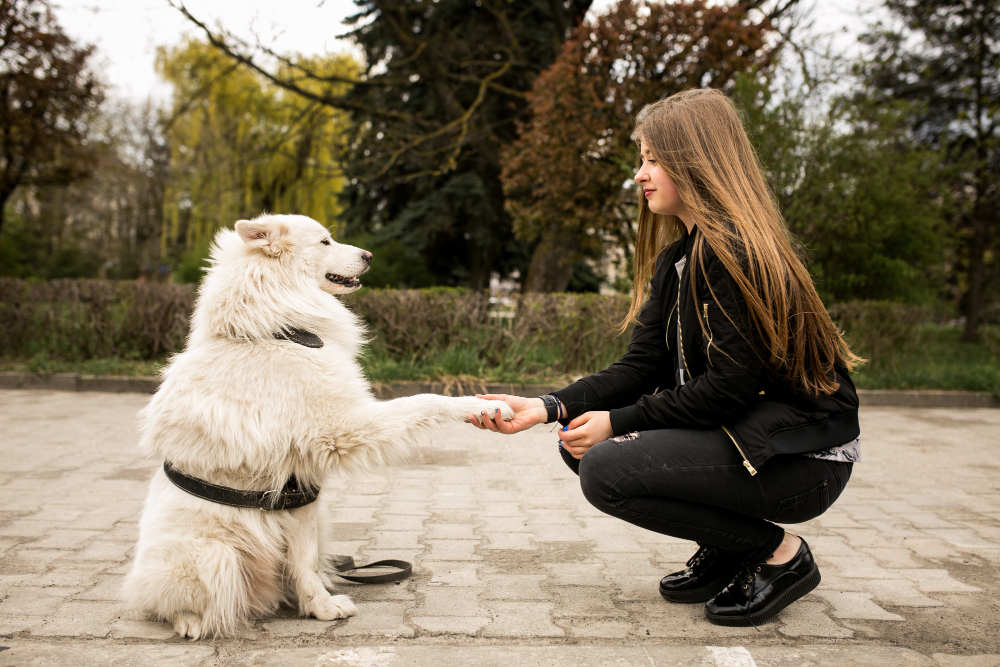 Quand faire appel à un comportementaliste canin ? (utilité, modalités, tarifs)