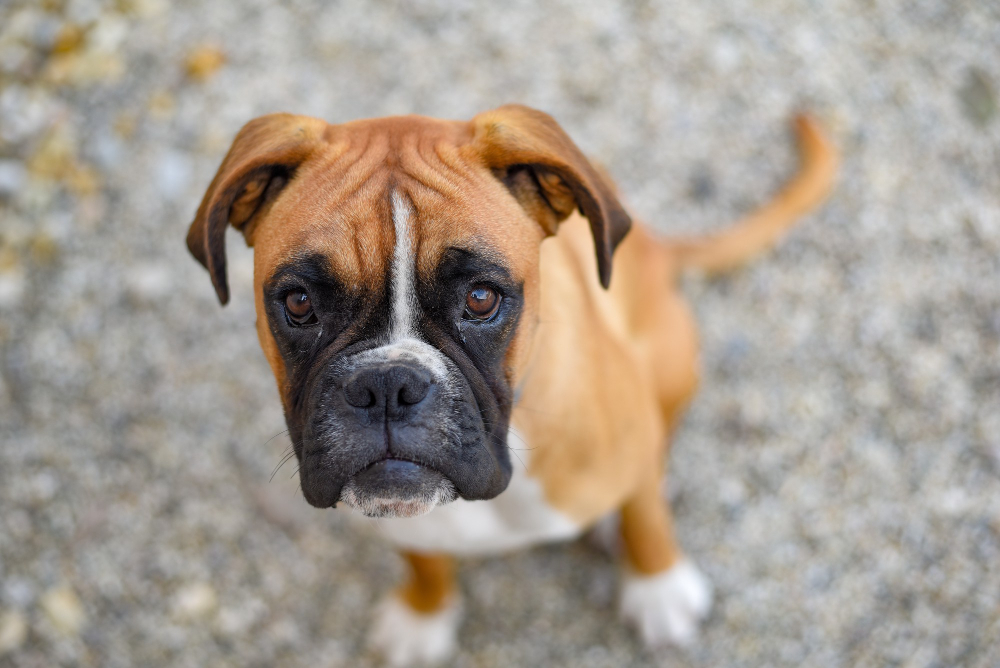 Adopter un Boxer : tout ce qu'il faut savoir (caractère, alimentation, santé, prix)