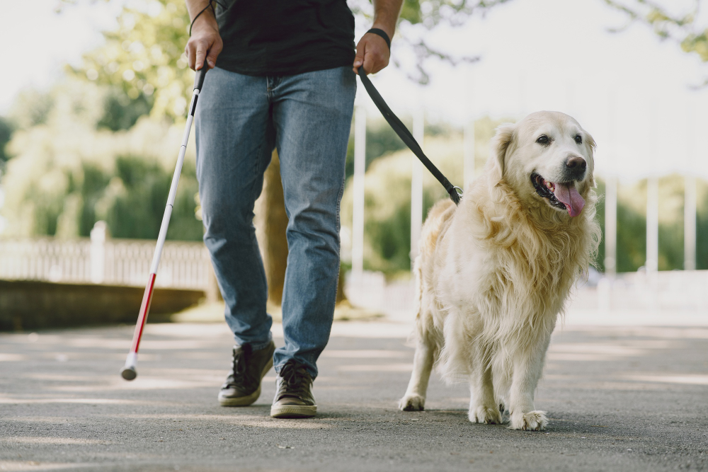 Quelles sont les meilleures races pour un chien d'aveugle ?