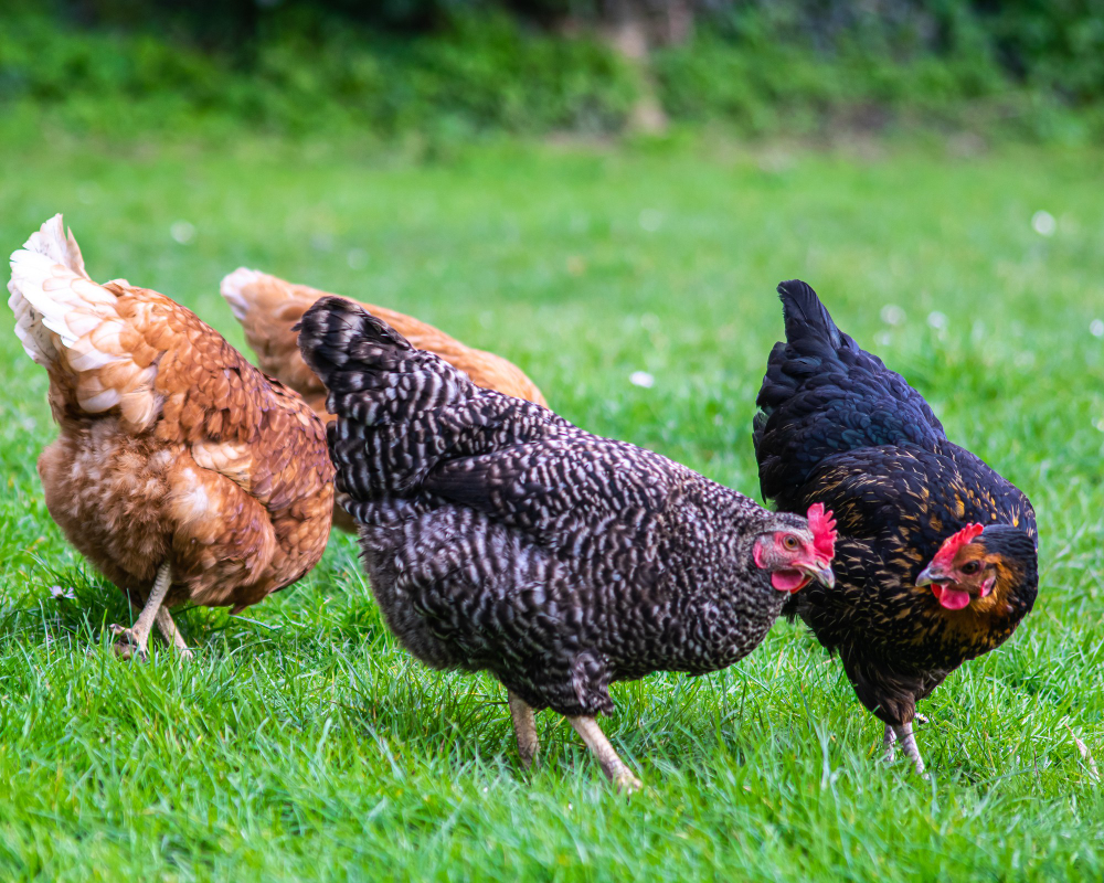 Pourquoi et comment adopter des poules dans son jardin ?