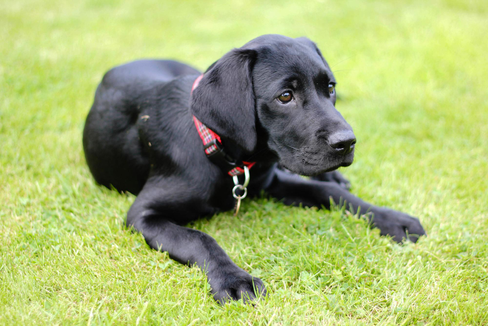 Pourquoi mon chien tremble souvent ?