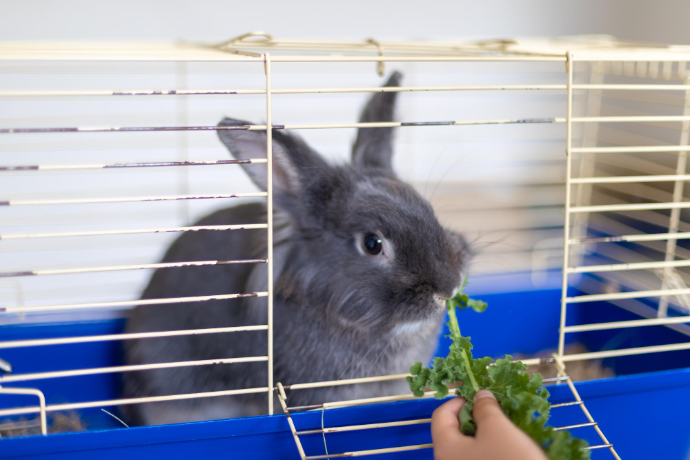 Comment choisir une cage pour son lapin domestique ?