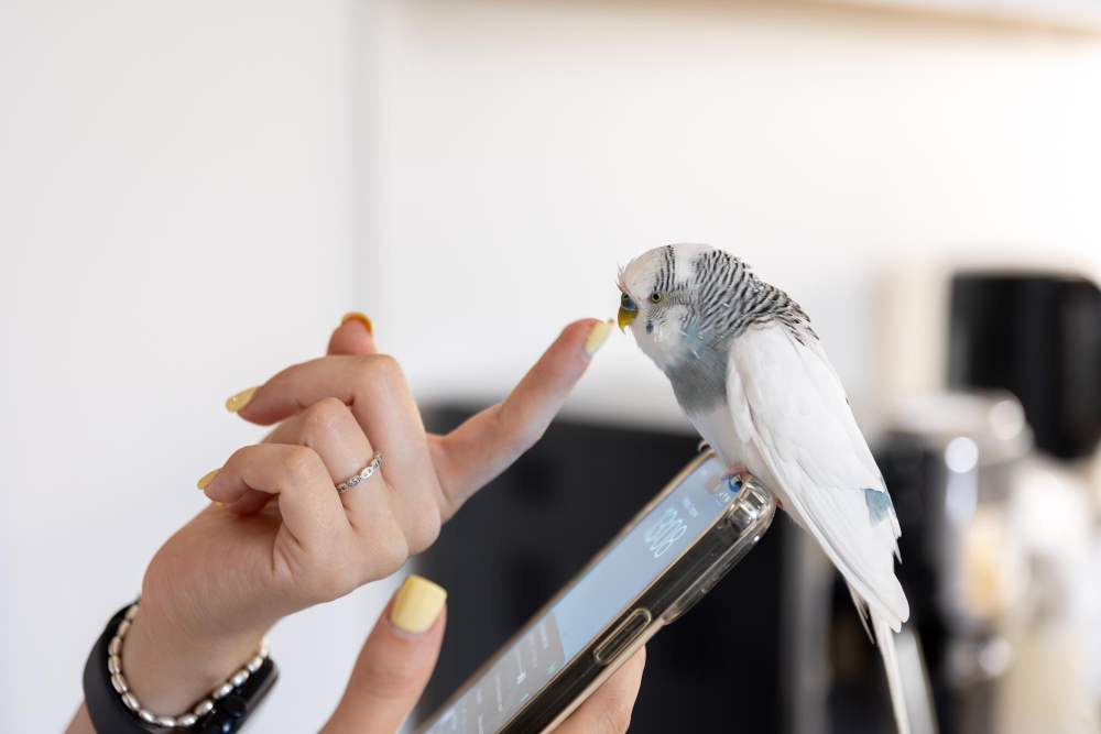 10 oiseaux domestiques que vous pouvez adopter dans votre foyer