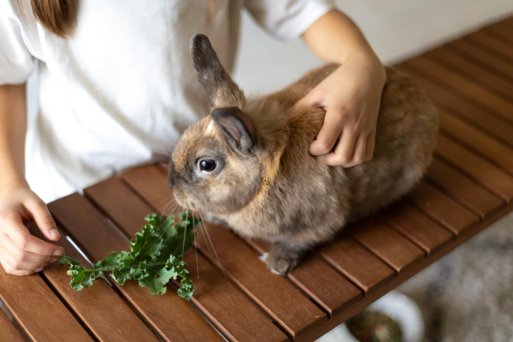Quelle alimentation donner à mon lapin domestique ?