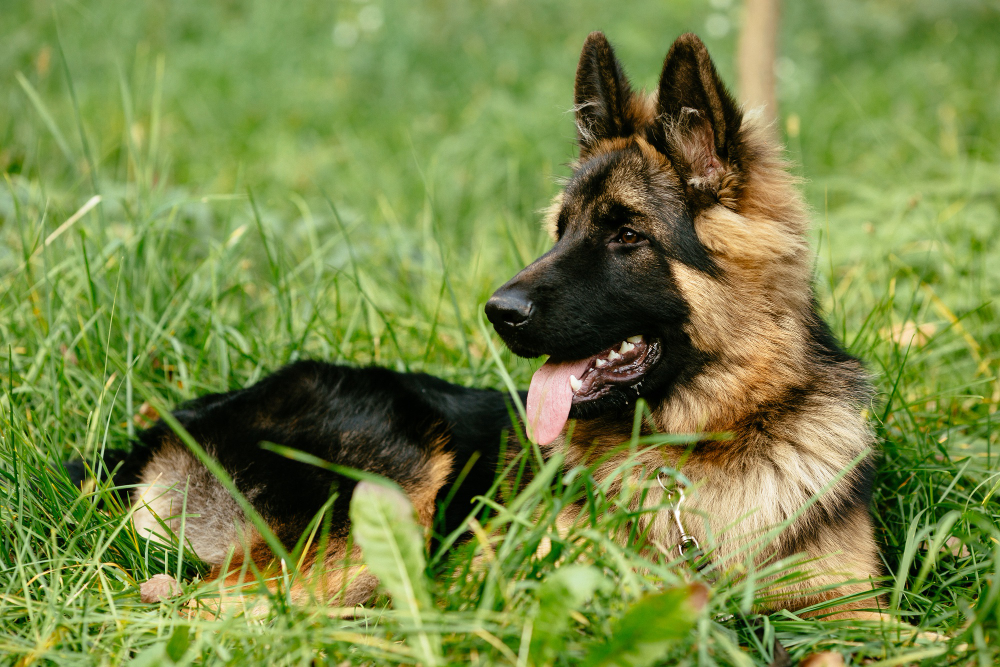 Adopter un berger allemand : ce qu'il faut savoir (caractère, alimentation, santé, prix)