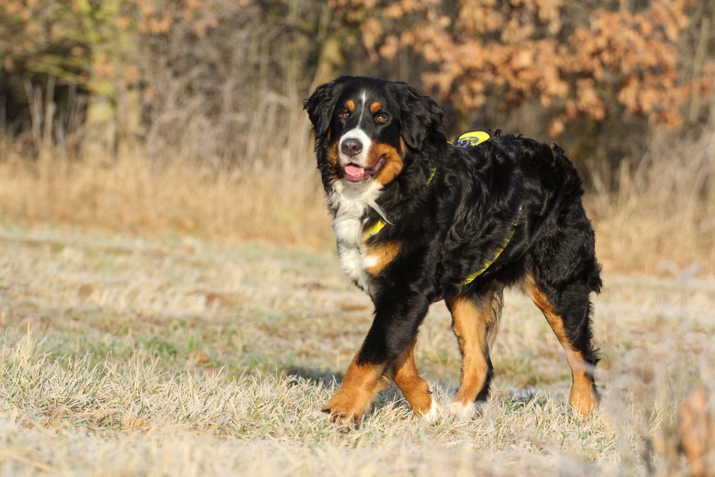 Adopter un Bouvier Bernois : ce qu'il faut savoir (caractère, alimentation, santé, prix)