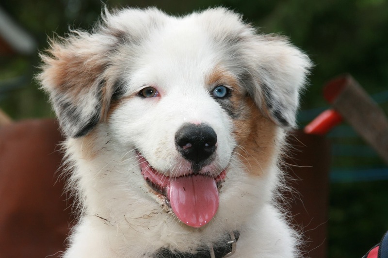 Adopter un berger australien : ce qu'il faut savoir (caractère, alimentation, santé, prix)