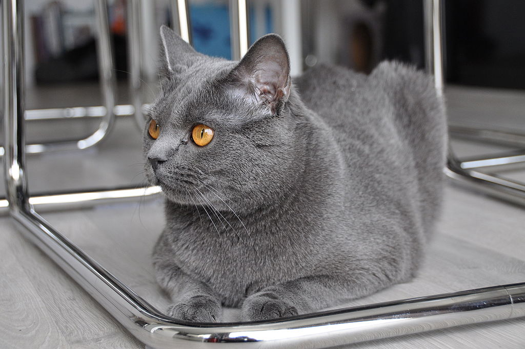 Adopter un chat Chartreux : ce qu'il faut savoir (apparence, caractère, santé, alimentation, prix)