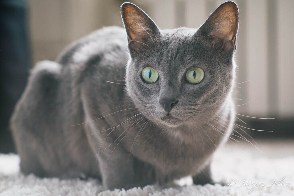 Adopter un chat Korat : ce qu'il faut savoir (apparence, caractère, santé, alimentation, prix)