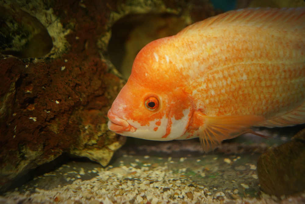 Quelle nourriture pour des poissons d'eau douce dans un bassin ?