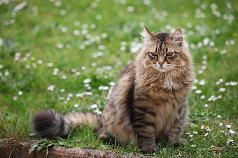 Adopter un chat sibérien : ce qu'il faut savoir (apparence, caractère, santé, alimentation, prix)
