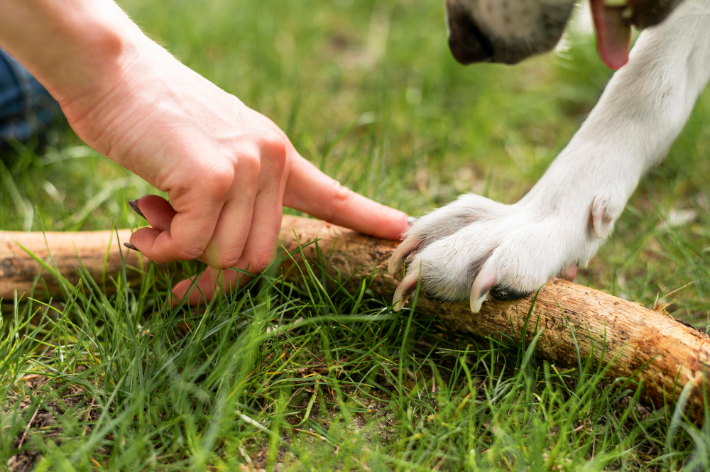 Comment couper les ongles de mon chien : conseils et astuces