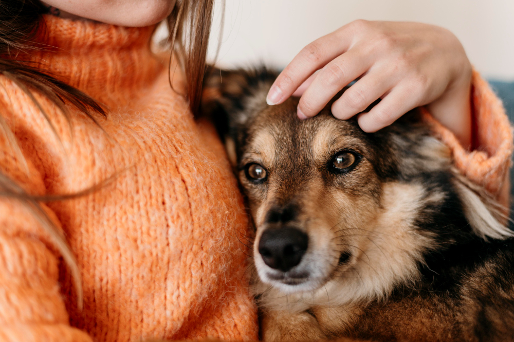 Tour d'horizon des mutuelles pour animaux
