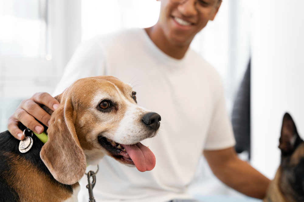 Puçage d'un chien : tout ce qu'il faut savoir (utilité, fonctionnement, démarches, prix)