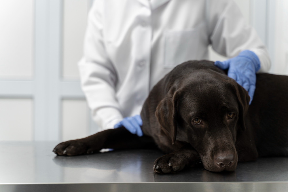 Faut-il faire stériliser son chien ? Avantages et inconvénients