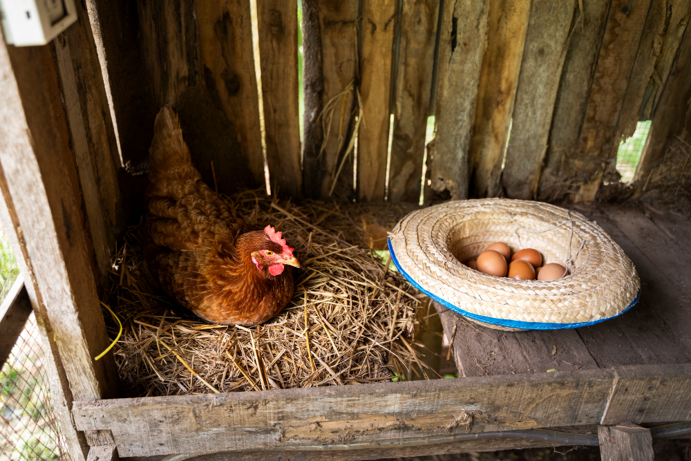 Comment constuire et installer un poulailler dans son jardin pour ses poules ?