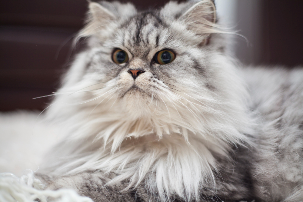 Quelles sont les races de chats à poil long ?