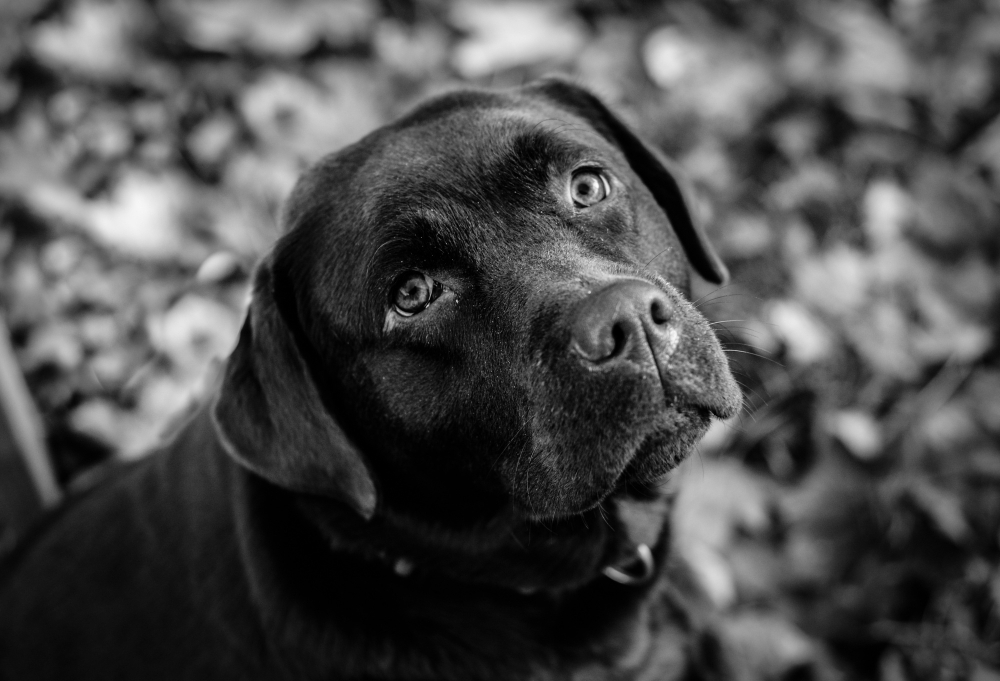 Comment faire le deuil de son chien ?