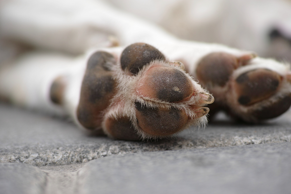 Comment prendre soin des coussinets de mon chien ?