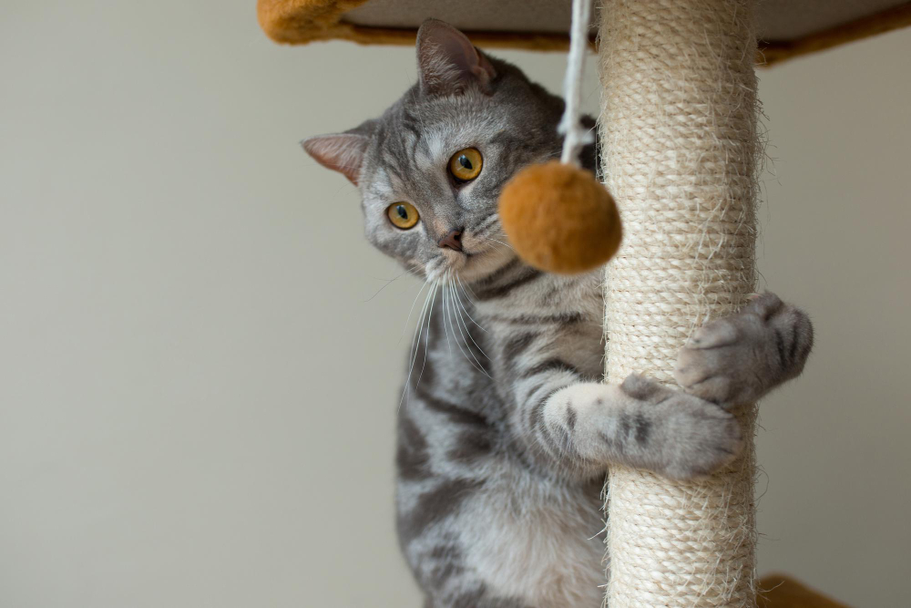 Comment choisir un arbre à chat : conseils, installation, prix...
