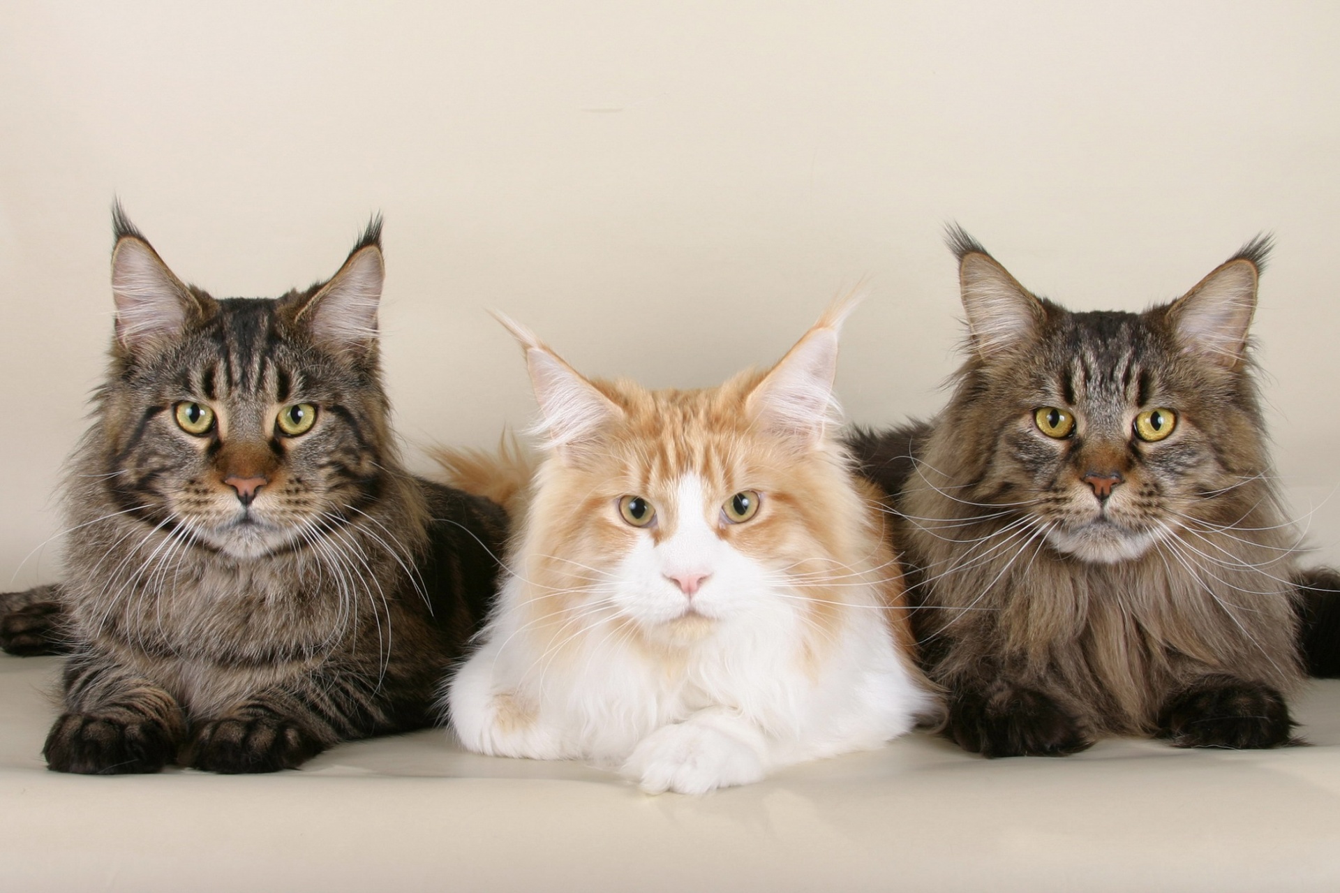 Adopter un chat Maine Coon : tout savoir (caractère, alimentation, santé, prix)