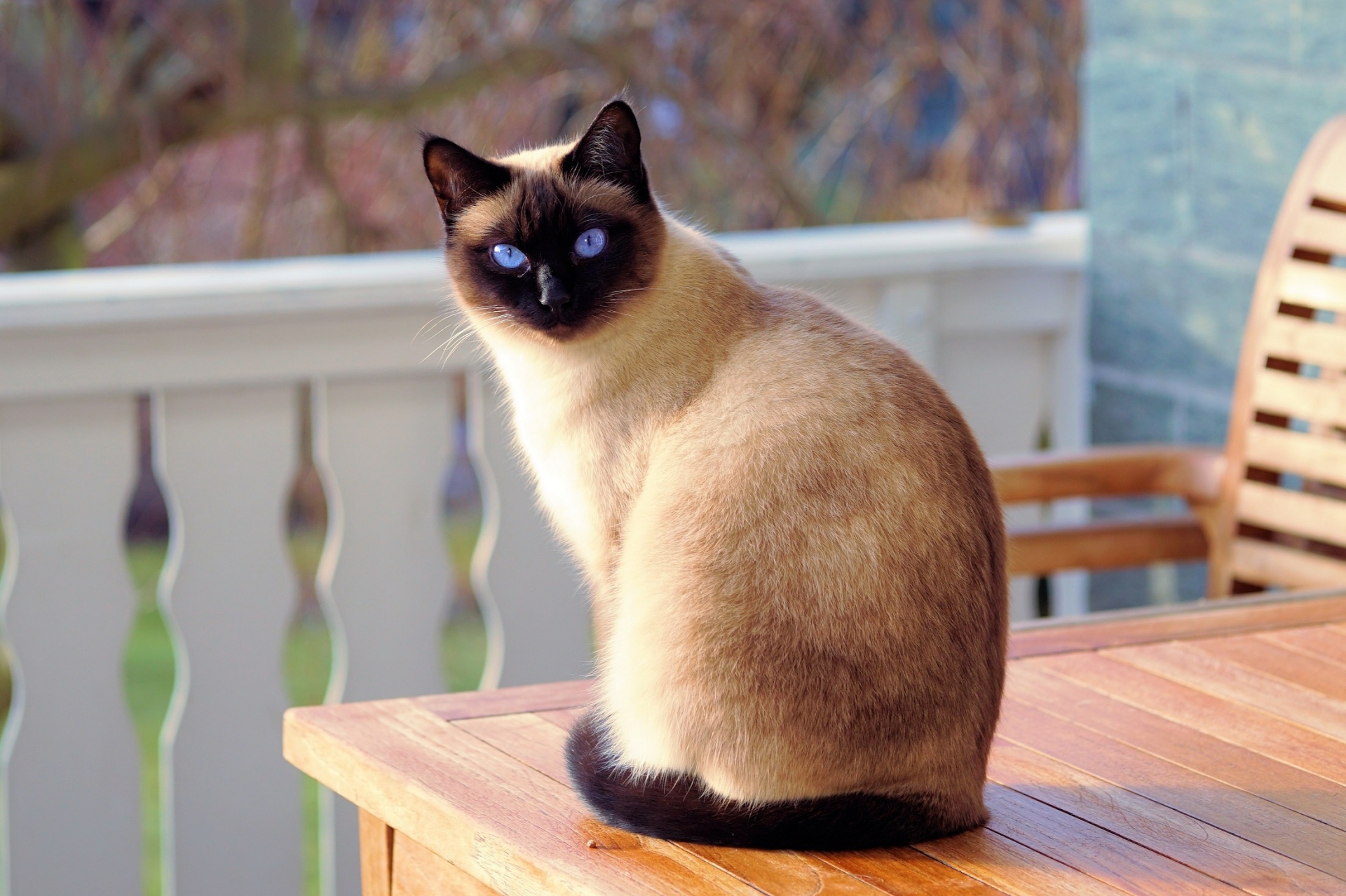 Adopter un chat siamois : ce qu'il faut savoir (apparence, caractère, santé, alimentation, prix)