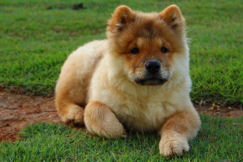 Adopter un chow chow : ce qu'il faut savoir (apparence, caractère, alimentation, santé, prix)