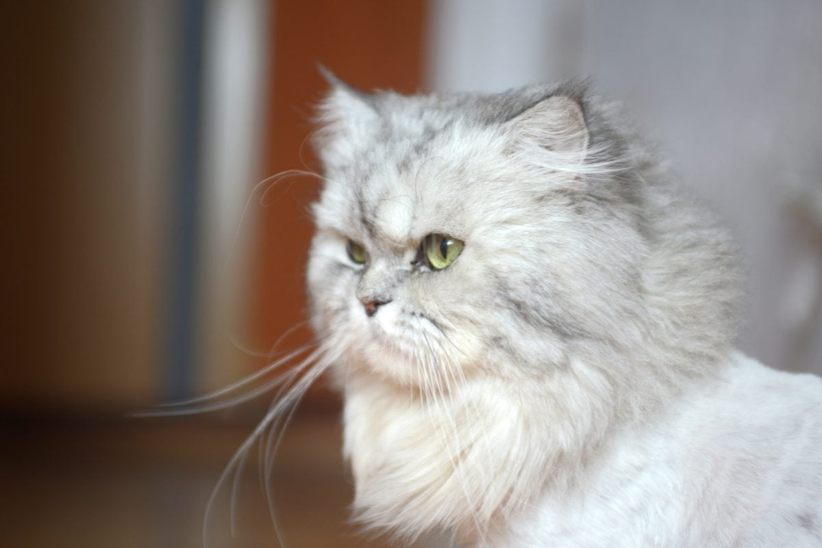 Adopter un chat persan : ce qu'il faut savoir (apparence, caractère, santé, alimentation, prix)