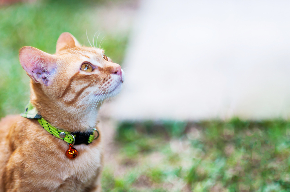 Comment choisir son collier pour chat : le guide complet