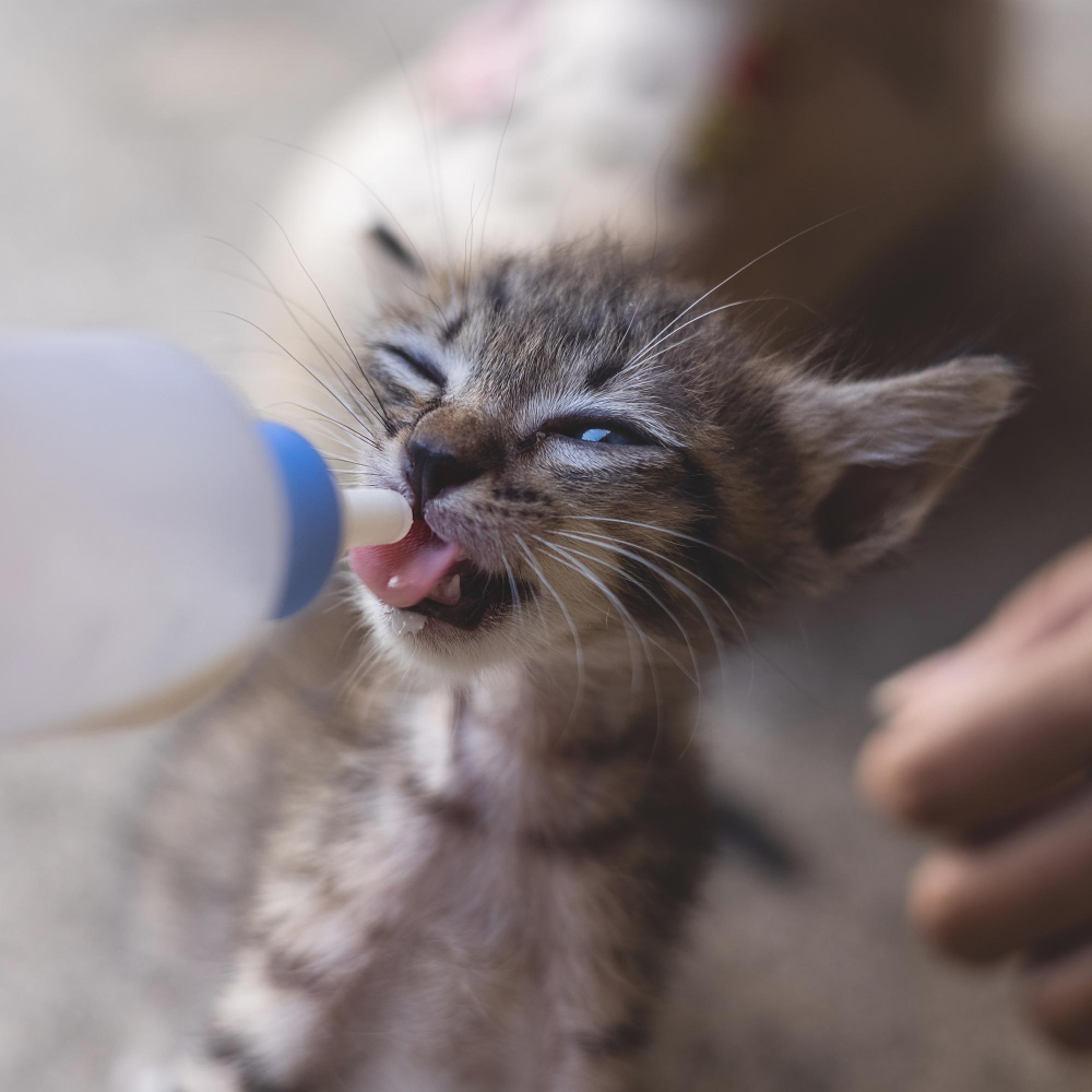 Comment sevrer un chaton : Guide étape par étape