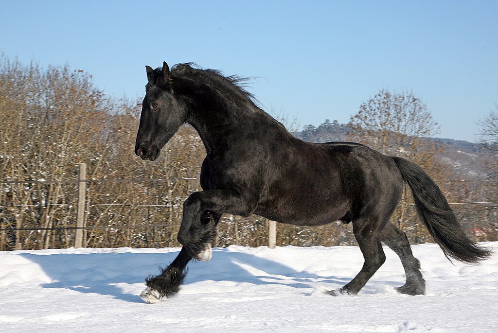 Le Trésor Noir des Écuries : Découvrez le Cheval Frison