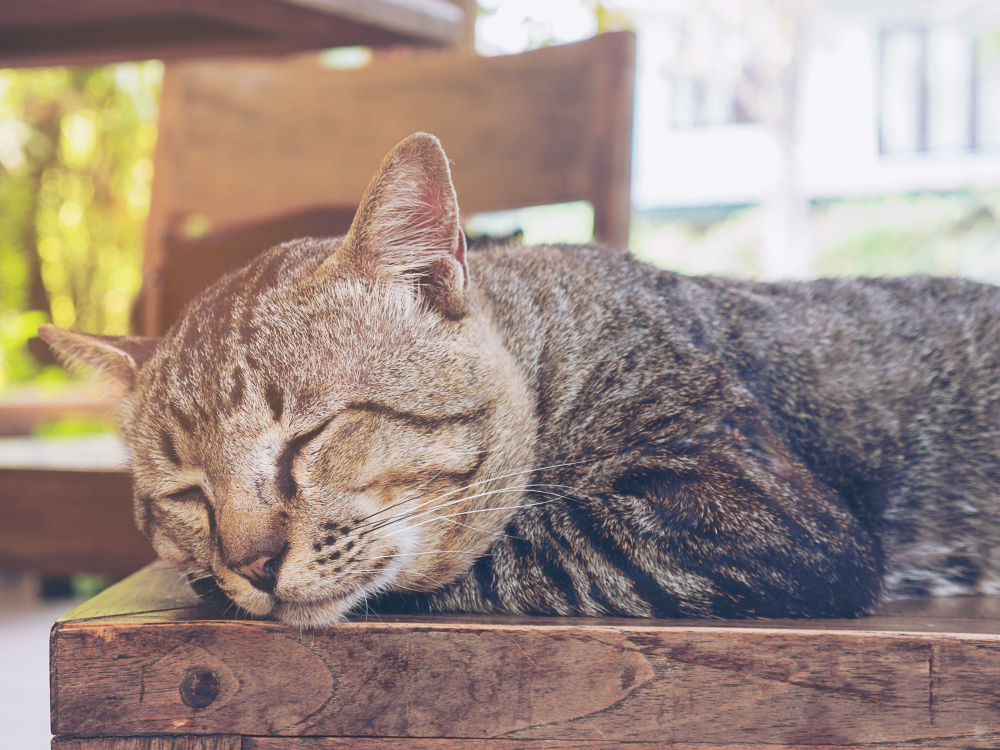 Les besoins spécifiques des chats seniors : alimentation, soins et bien-être