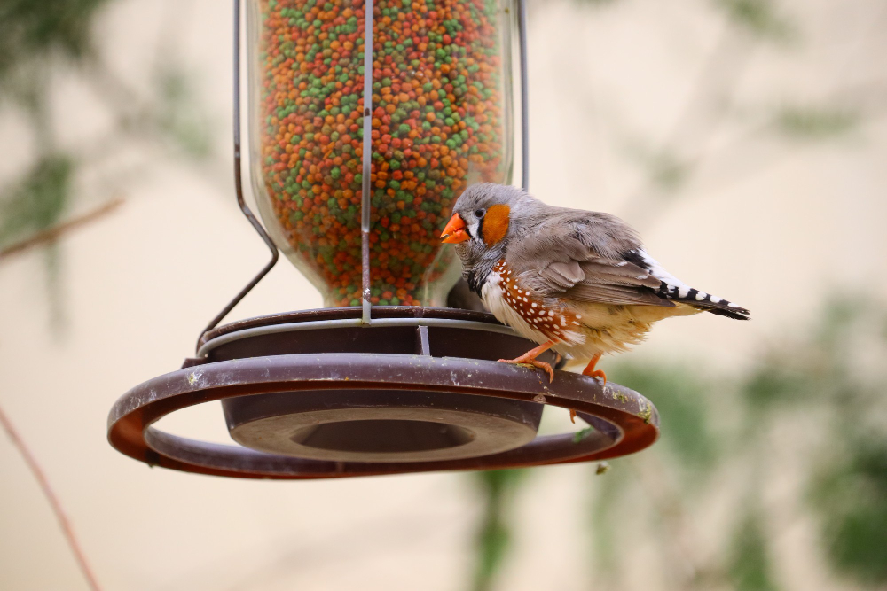 Mangeoire à oiseaux : l'acheter ou la construire ?