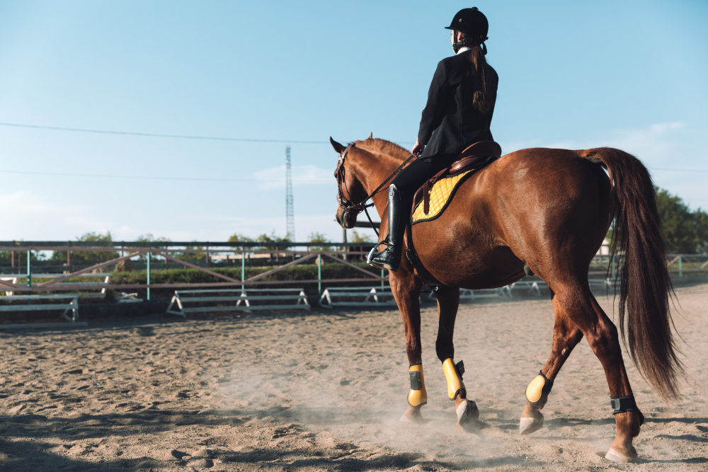 Quels sont les races de cheval les plus adaptés pour la pratique de l'équitation ?