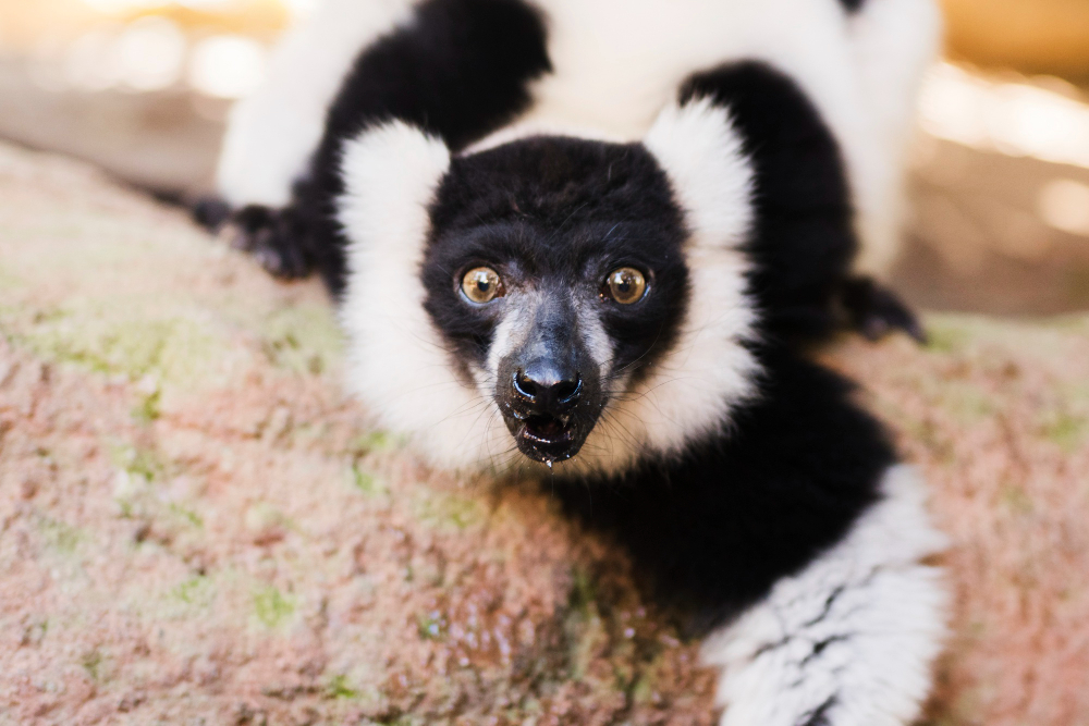 Les animaux les plus étonnants du monde que vous ne connaissiez pas