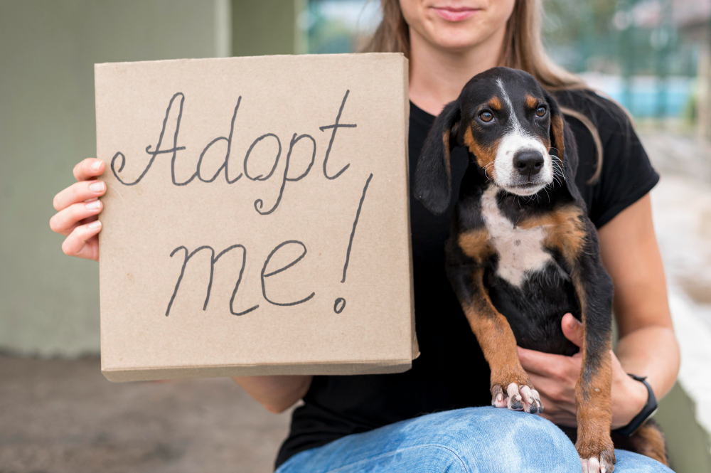 Adopter un animal de compagnie : les clés pour une transition réussie