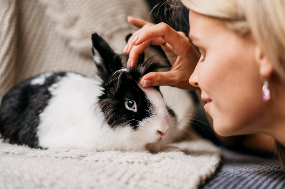 Conseils pratiques pour accueillir un lapin comme nouvel ami à la maison 