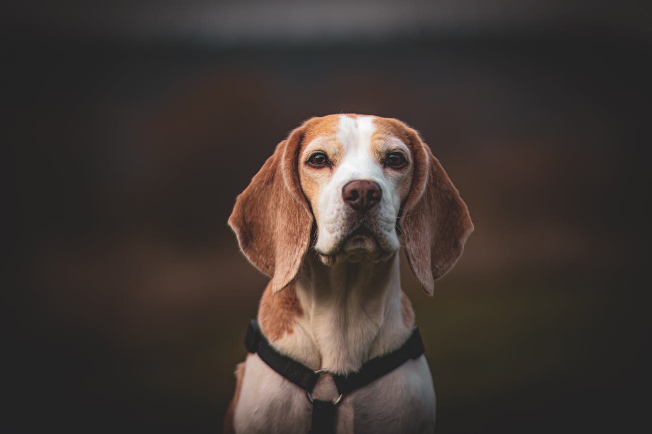 GPS chien chasse : guide expert pour choisir le meilleur modèle fiable et durable 