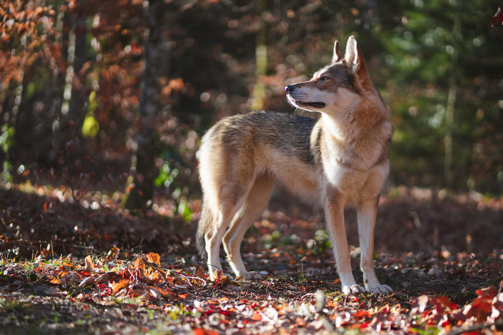 Le chien descend-il du loup ? Une exploration scientifique