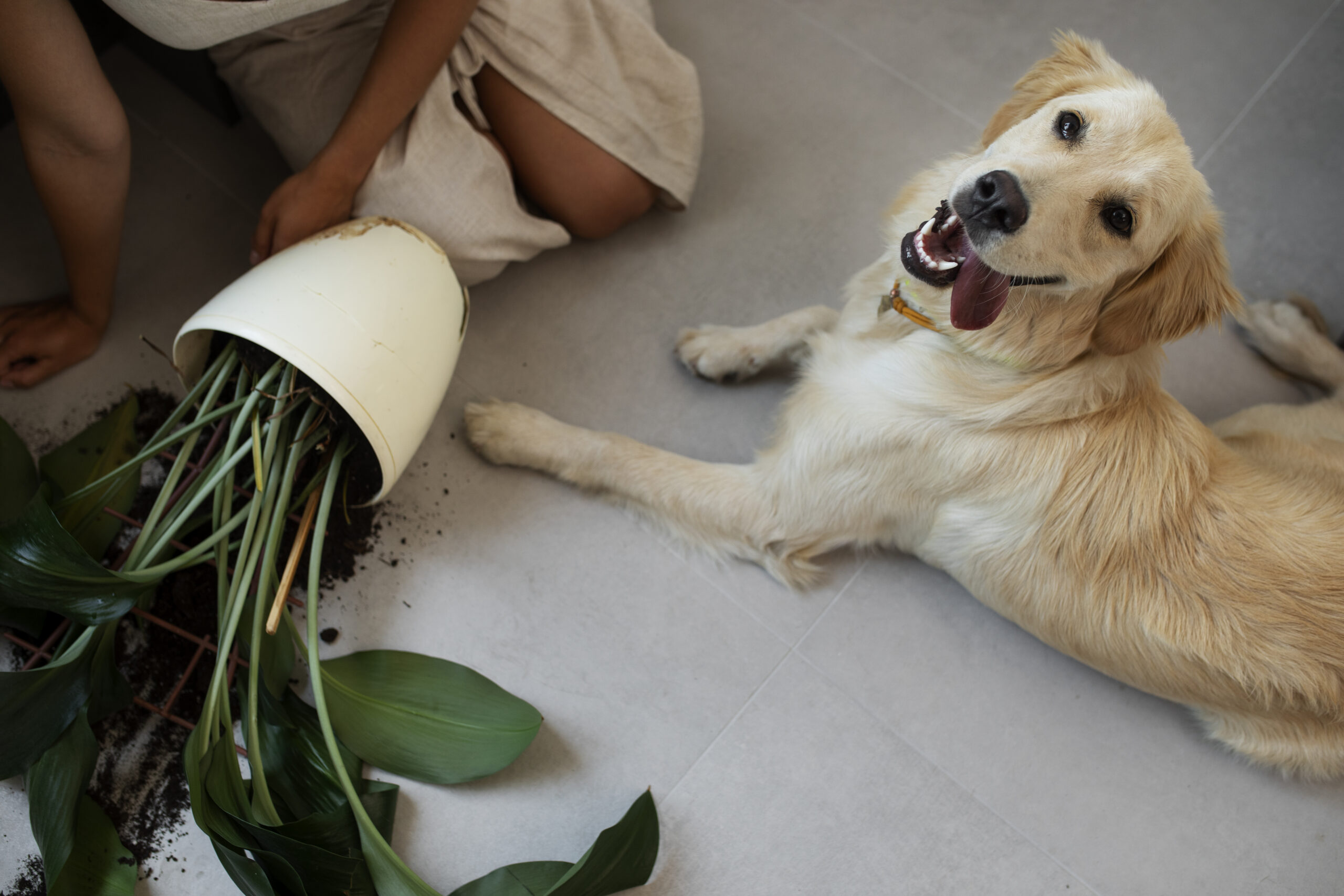 Comment protéger vos plantes si vous avez un chat ou un chien ? 